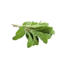 Sage leaves