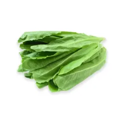 Vietgap green romaine lettuce