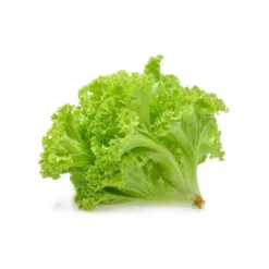 Vietgap green lolo lettuce